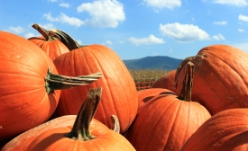 Photo by greyloch/ CC by-SA 2.0 Pumpkins