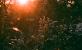 Photo reprinted courtesy Marketa, via Flickr https://flic.kr/p/nCYLHd Spring sunlight