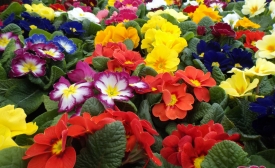 Photo by oatsy40 | CC by-SA 2.0 Flowers