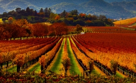 Photo by Malcolm Carlaw Napa Valley