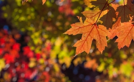 Photo by Kenny Louie/CC by-SA 2.0 It's Fall