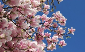 Public Domain Spring Bloom