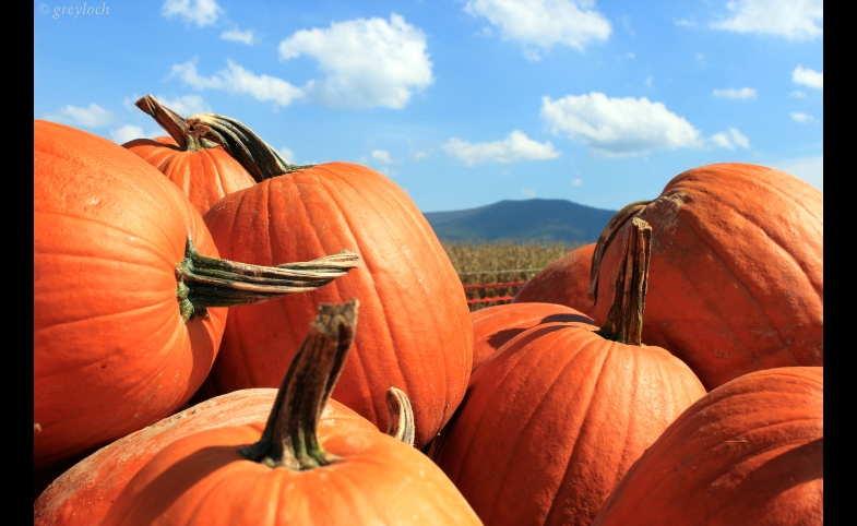 Photo by greyloch/ CC by-SA 2.0 Pumpkins