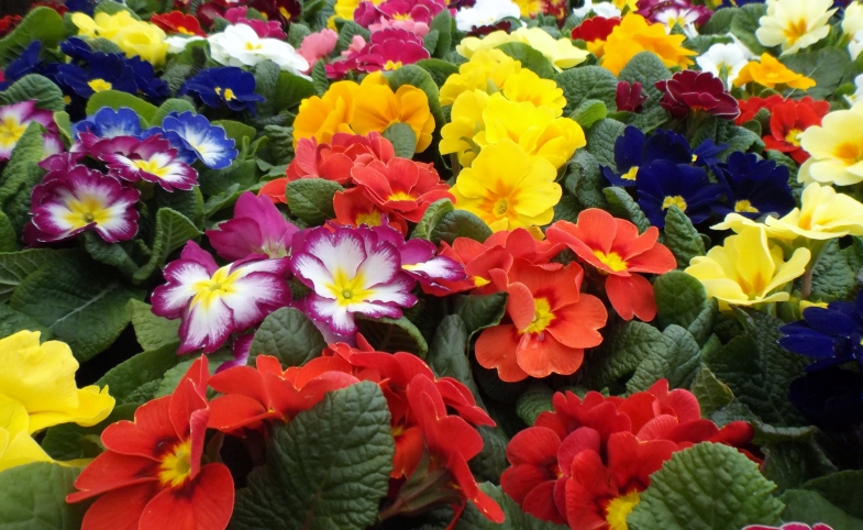 Photo by oatsy40 | CC by-SA 2.0 Flowers