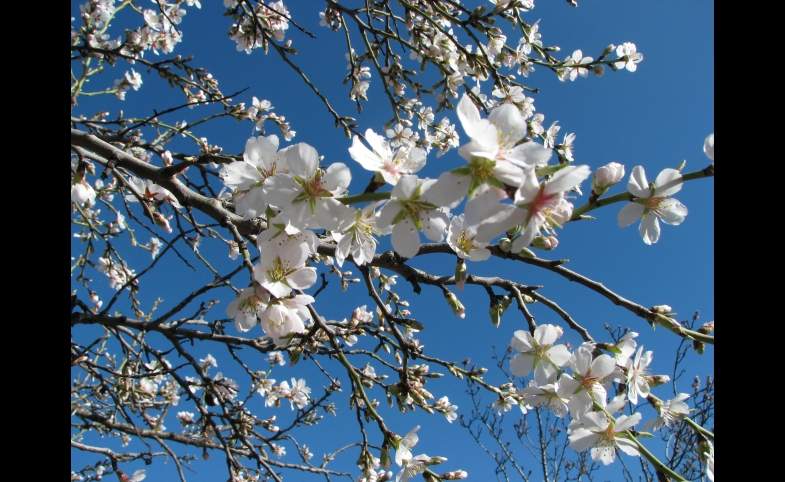 Photo reprinted courtesy Bea via Flickr https://flic.kr/p/4ucPce Almond tree flowers. Parque Quinta de los Molinos (Madrid)