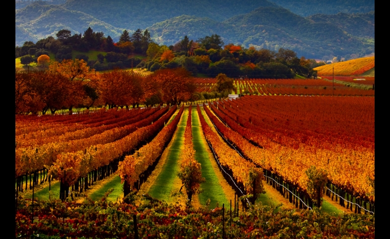Photo by Malcolm Carlaw Napa Valley