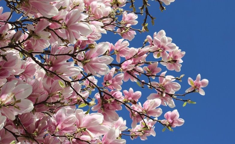 Public Domain Spring Bloom
