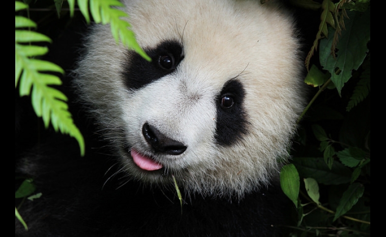 Photo by Marc Blickle / CC BY-SA 2.0 Panda Cub